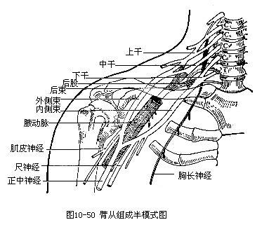 臂丛神经损伤如何进行康复治疗?常用这7种疗法!