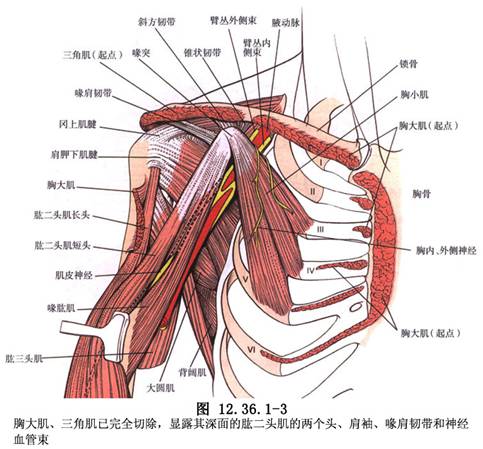 臂丛神经损伤后如何康复?
