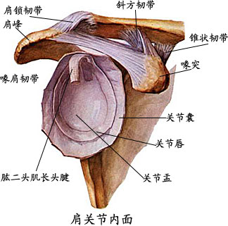 什么是关节脱位郑州哪家医院治疗关节脱位效果好