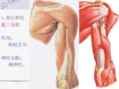 桡神经损伤