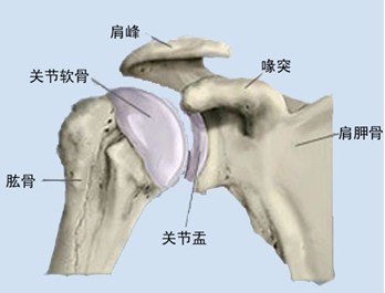 造成关节脱位有哪些原因